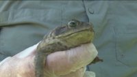 Toxic Toads May Cause Problems for Pets