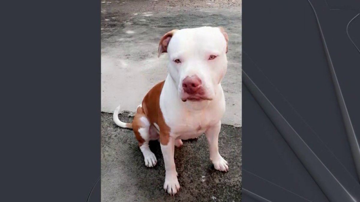 Dog Dies After Being Shot by MiamiDade Police NBC 6 South Florida