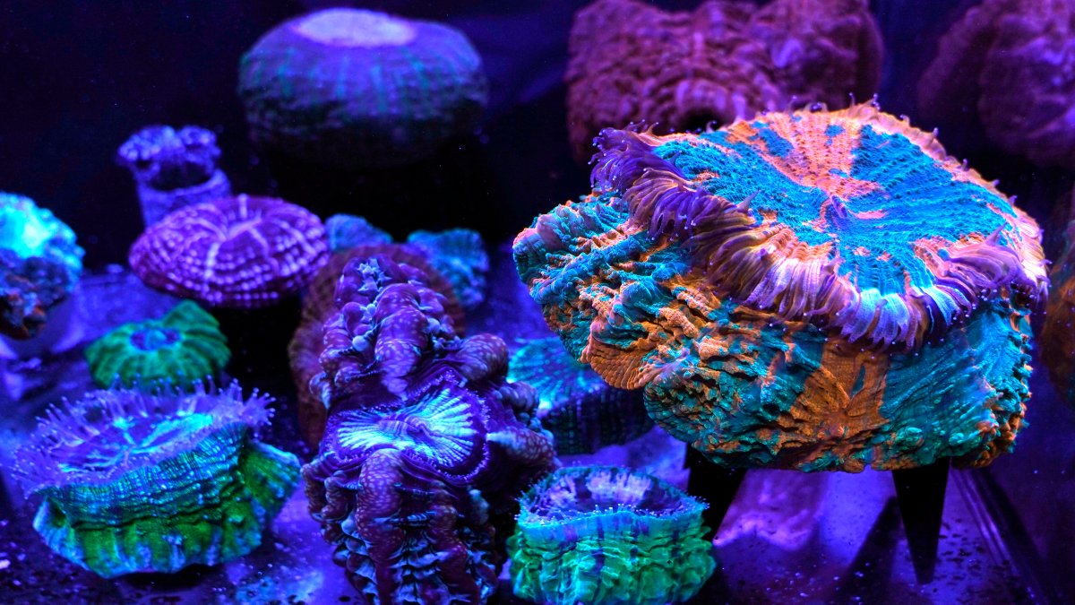 Miami Coral Reefs Provide Stunning Images of World Under Assault NBC