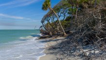 CAYO COSTA ISLAND, FLORIDA - JANUARY 08: Landscapes from the protected Cayo Costa State Park, a barrier island in the Gulf of Mexico, as seen on JANUARY 08, 2020, in Cayo Costa, Florida.  (Photo by Andrew Lichtenstein/Corbis via Getty Images)