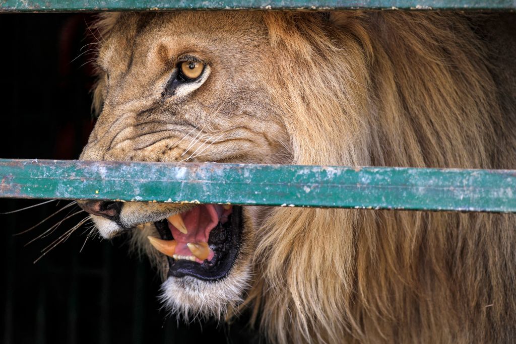 Jamaica Zoo Responds After Lion Bites Off Man’s Finger In Video – NBC 6 ...