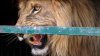 Jamaica Zoo Responds After Horrifying Video Shows Lion Biting Off Man's Finger