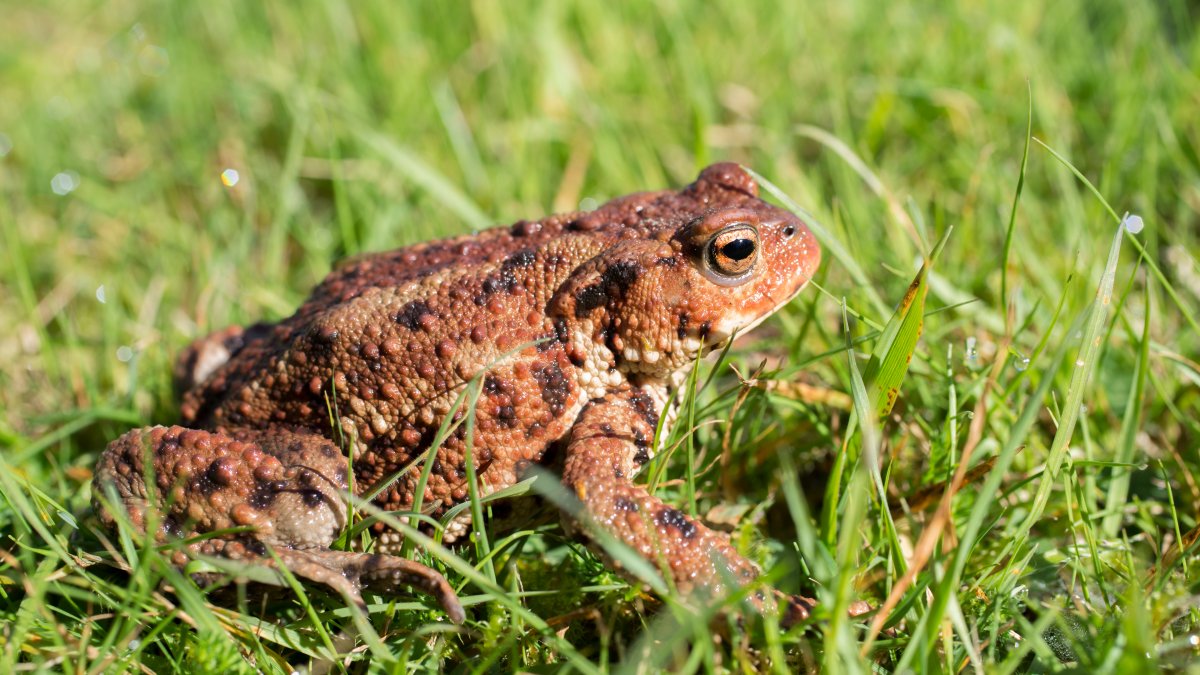 Toxic Toad Troubles: How to Protect Your Pets From Potential Danger in ...