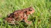 Toxic Toad Troubles: How to Protect Your Pets From Potential Danger