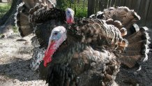 A North American, wild tom turkey at Dudley Farm Historic State Park. (Photo by: Jeffrey Greenberg/Universal Images Group via Getty Images)