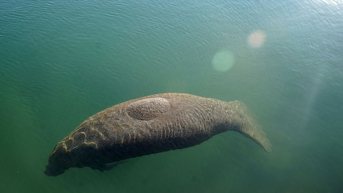 Manatees' deaths in Lee County caused by cold stress: FWC