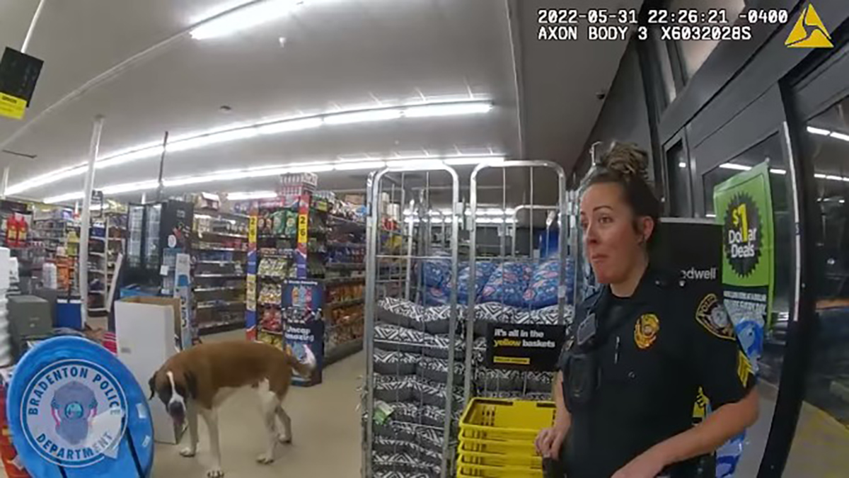 Police Called After Giant Dog Found Wandering Inside Bradenton Store