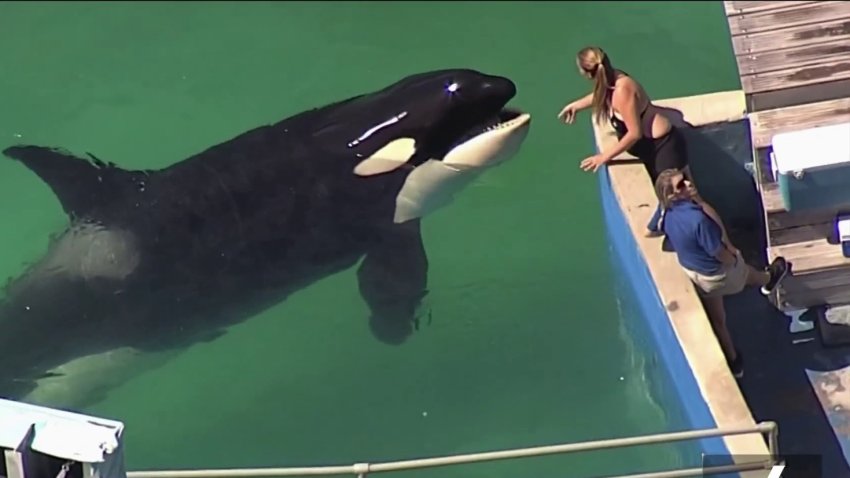 Lolita's Health Assessment Results Released