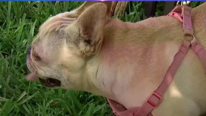 Plantation Woman Saves Dog From Gator