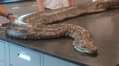 Heaviest Python Ever Found in Florida