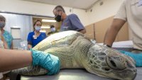 Zoo Miami Euthanizes Injured Sea Turtle