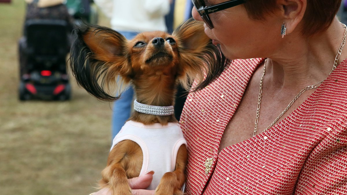 Westminster Dog Show Gets 4 Finalists, and One Has NFL Ties Westminster Dog Show Gets 4 Finalists, and One Has NFL Ties