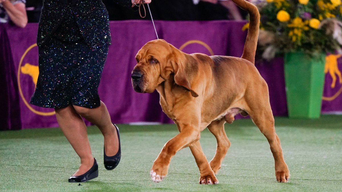 Sound Off! Trumpet Is 1st Bloodhound to Win Westminster Show