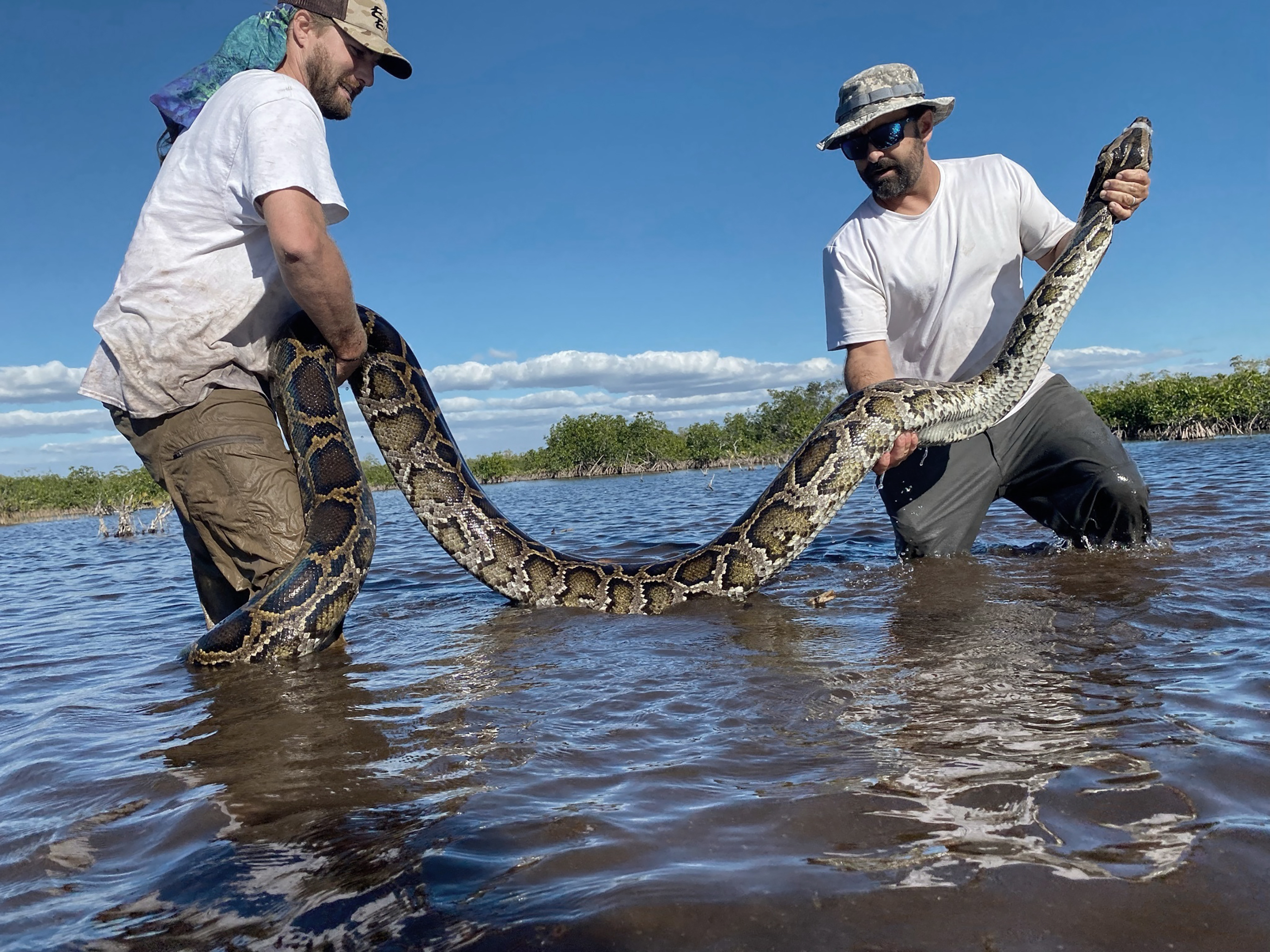 230 Snakes Taken From Everglades - AP 22173593028372