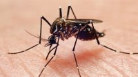 Miami-Dade reports most cases of dengue in the US, mostly travel-associated: CDC