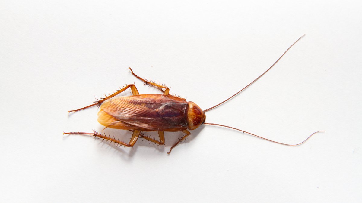 Convert your ex into a cockroach for  this Valentine&#039s Working day