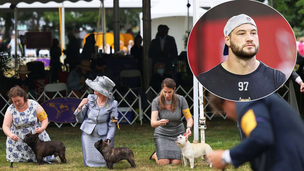 NFL Lineman’s French Bulldog Among Westminster Dog Show Finalists