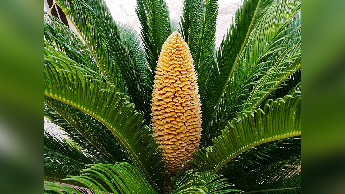 how much sago palm is toxic to dogs