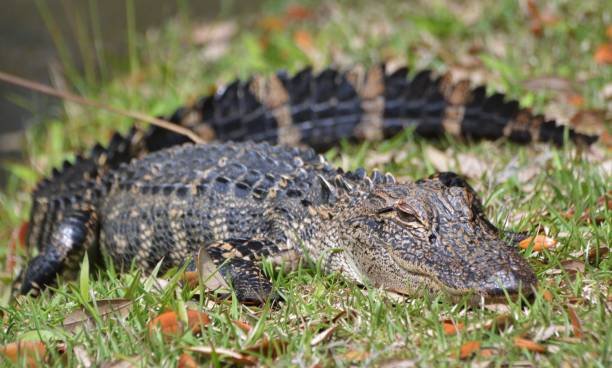 One Dead in Myrtle Beach Area After Alligator Attack – NBC 6 South Florida - Vimarsana News