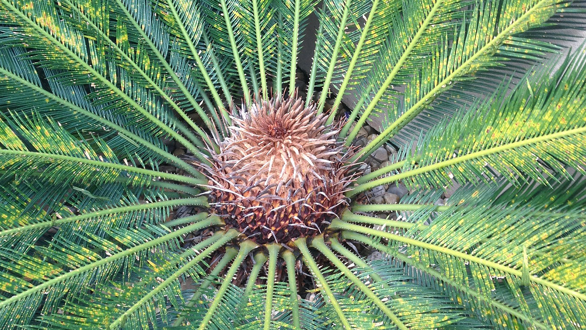 how much sago palm is toxic to dogs