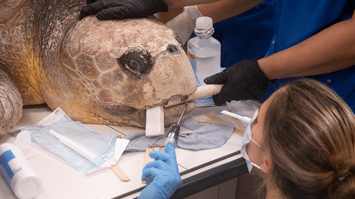 Pregnant Sea Turtle Treated For Shark Bite at Zoo Miami NBC 6 South