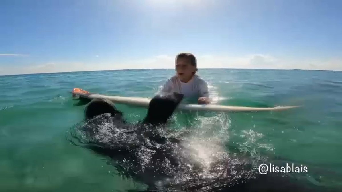 Manatee Caught on Camera Using Child’s Surfboard Near Fort Pierce NBC