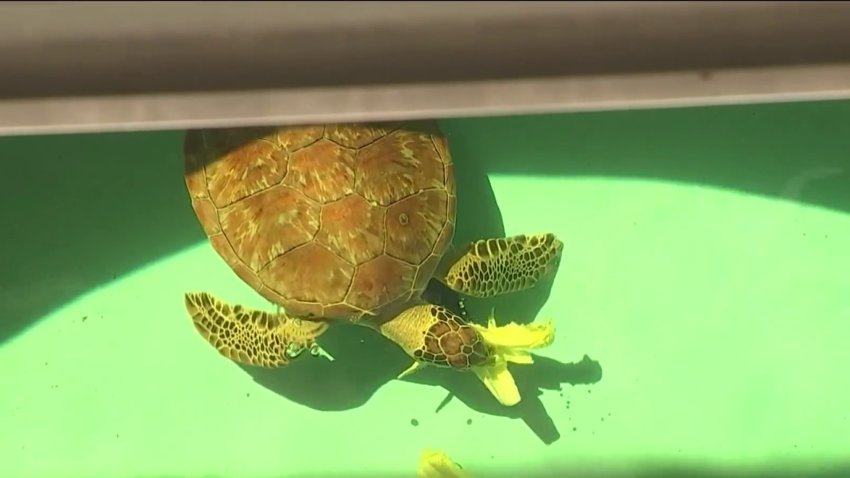 New Sea Turtle Hospital Opens at Zoo Miami