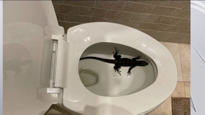 Hollywood Family Finds Iguana Inside Toilet