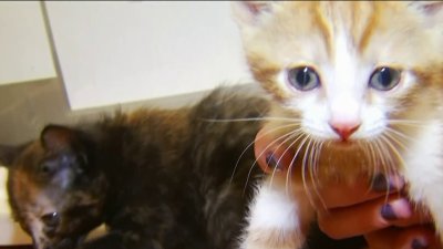 What to Know About Getting A Kitten Right Meow