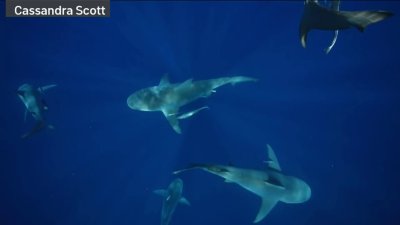 Experts React to Recent Rise in Shark Attacks