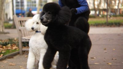 Why your dog barks or lunges on walks and how to handle it