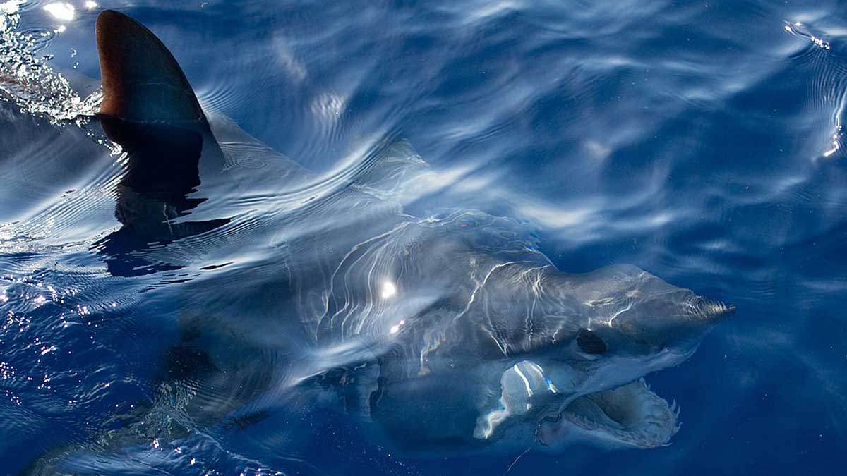 Mid-Air Blood Transfusion May Have Helped Save Florida Keys Shark Bite ...