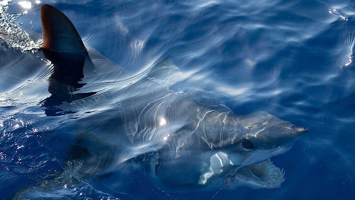 Mid-Air Blood Transfusion May Have Helped Save Florida Keys Shark Bite Victim - Vimarsana News