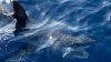 Mid-Air Blood Transfusion May Have Helped Save Florida Keys Shark Bite Victim
