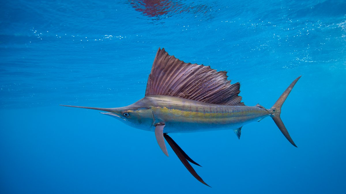 Sailfish Leaps Out of Water, Stabs Woman Off Florida Coast – NBC 6 South Florida - Vimarsana News