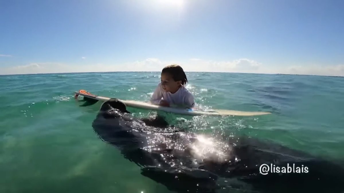 Manatee Tries to Borrow Boy’s Surfboard in Fort Pierce NBC 6 South
