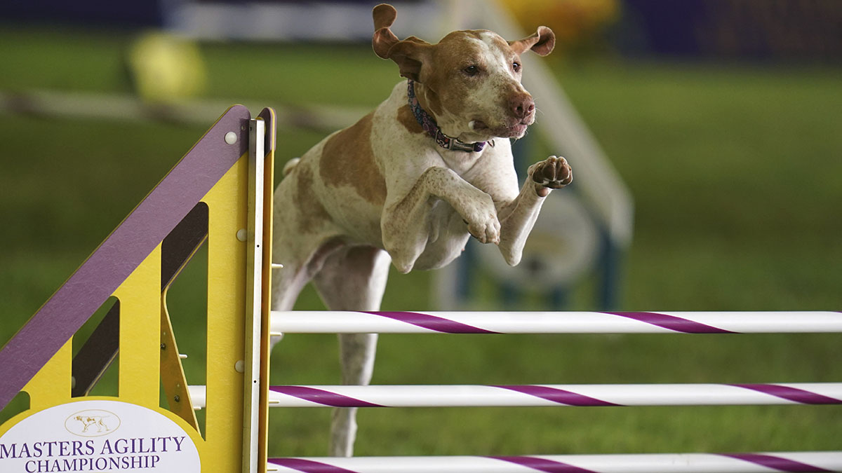 Ciao! American Kennel Club Adds a Breed, the Bracco Italiano