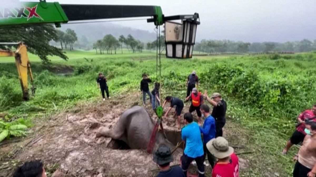 WATCH: Dramatic Rescue of Elephant and Her Baby in Thailand – NBC 6 South  Florida