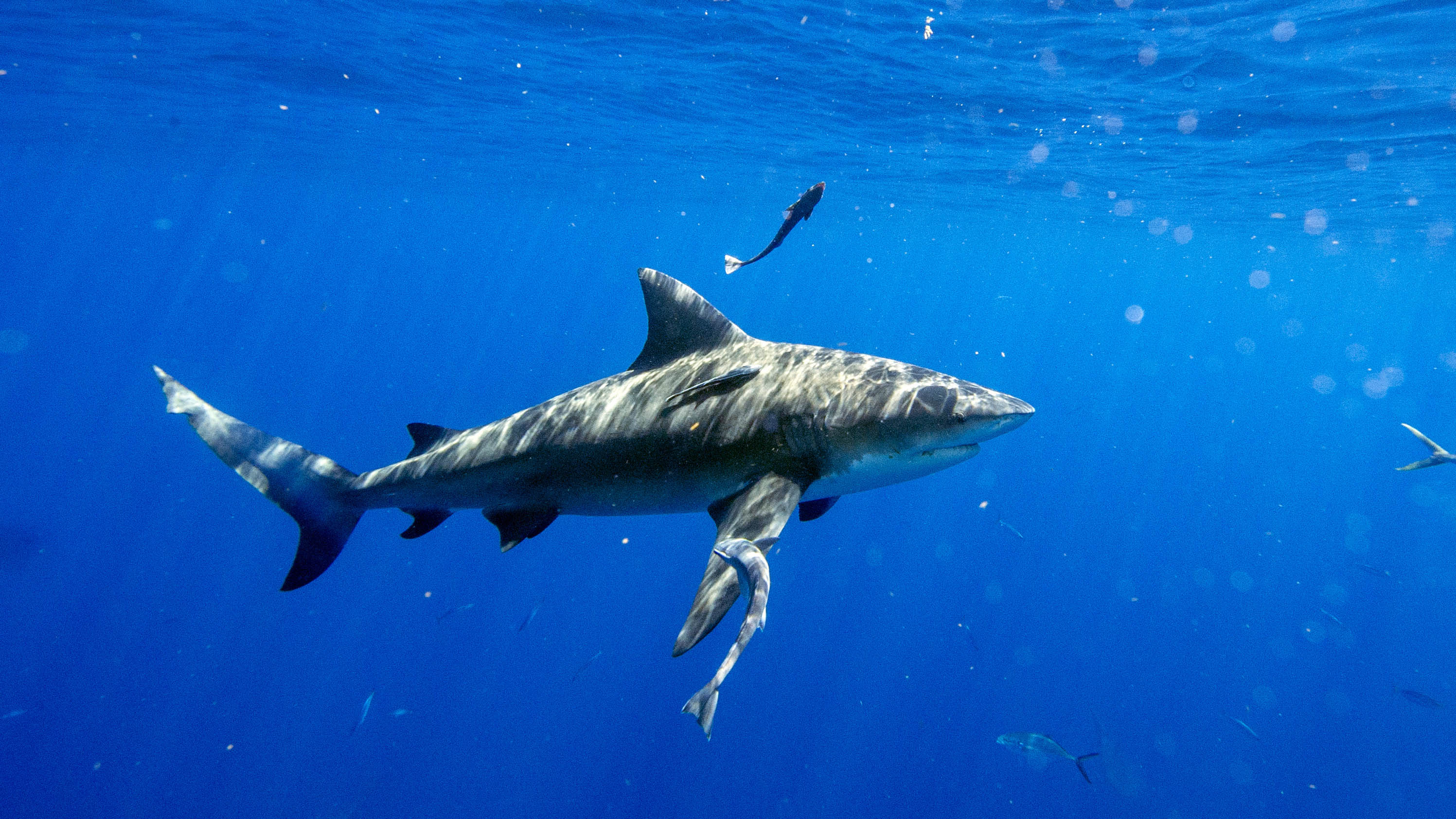 Shark attacks: How safe are you in the water?