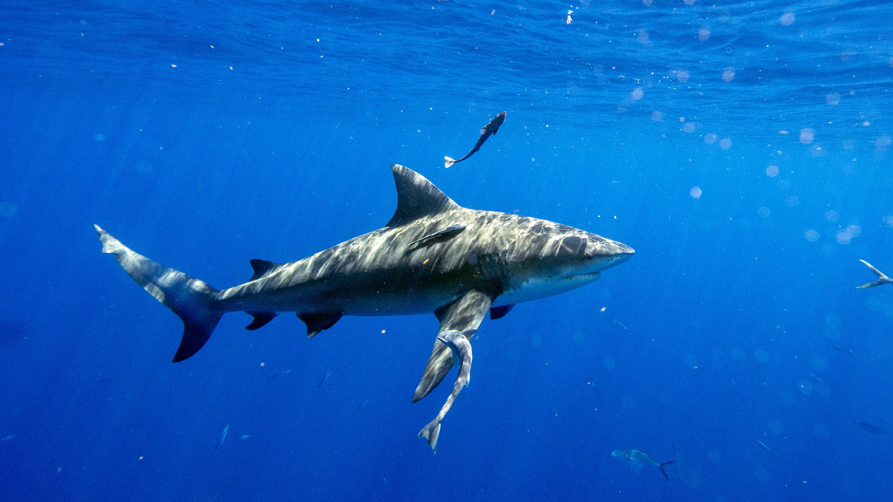 Shark Facts: Attack Stats, Record Swims, More