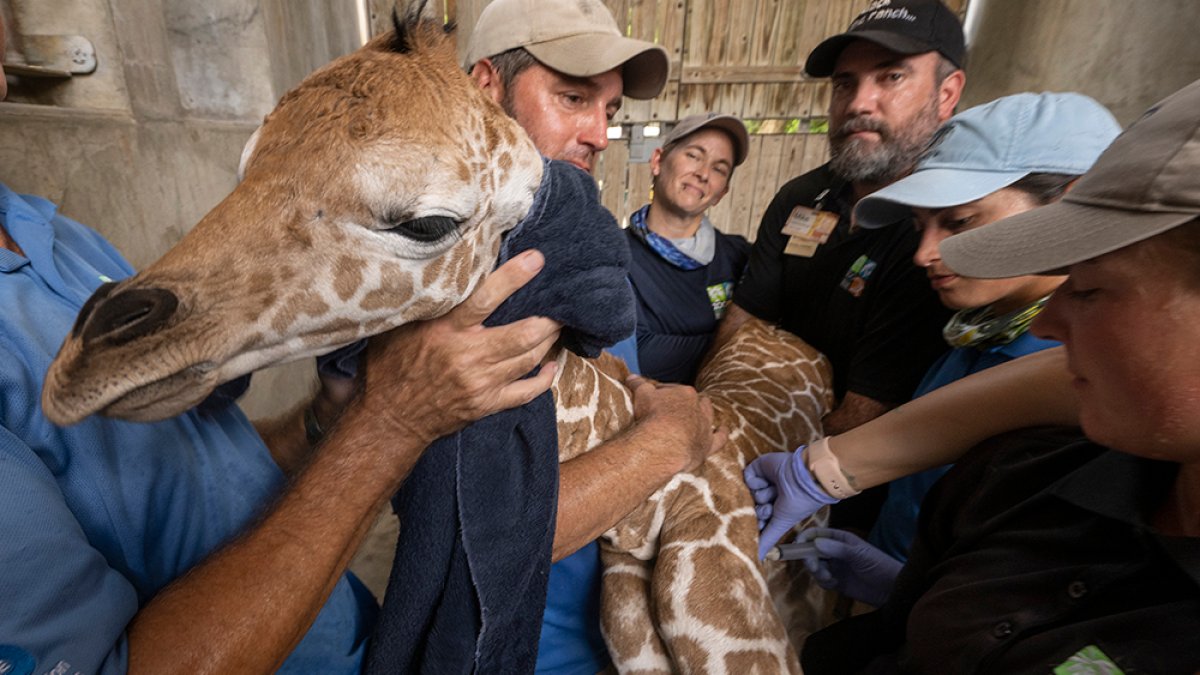 Meet the 57th Baby Giraffe Born at Zoo Miami NBC 6 South Florida