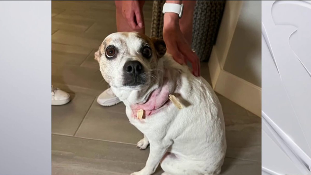 Pregnant Woman and Dog Attacked by Pitbull in Fort Lauderdale – NBC 6 ...