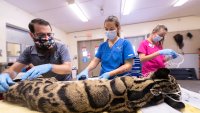 Endangered Clouded Leopard Undergoes Diagnostic Exams at Zoo Miami for Ongoing Health Issues
