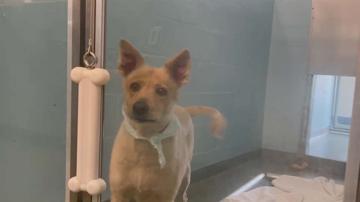 Clear the Shelters: Finding Home for Homeless Pets – NBC 6 South Florida