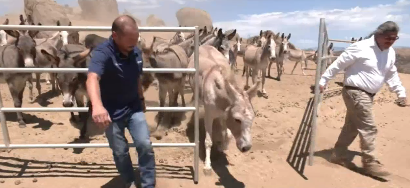TV Legend Bob Barker Helps Open New SoCal Donkey Sanctuary TV Legend Bob Barker Helps Open New SoCal Donkey Sanctuary