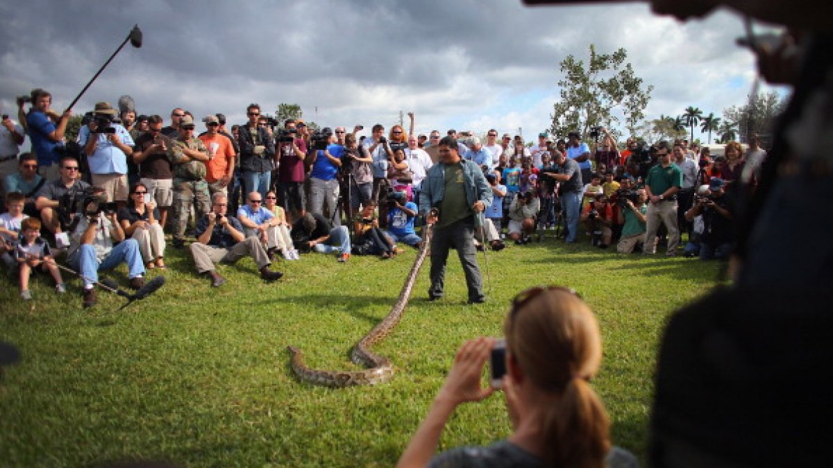 Pythons Are Eating Alligators and Everything Else in Florida. Snake ...