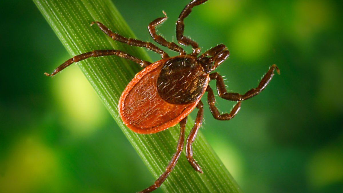 Major Test of Possible Lyme Vaccine Underway – NBC 6 South Florida - Vimarsana News