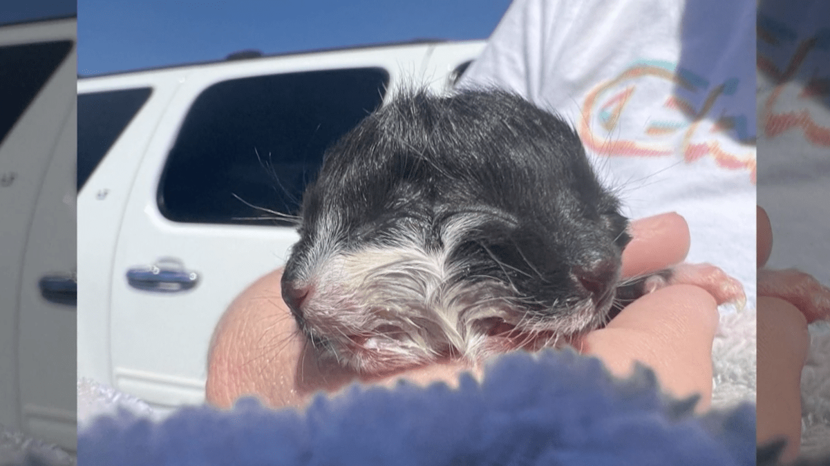 Kitten Born With Two Heads in Arkansas Named After Two-faced 'Batman' Villian – NBC 6 South Florida - Vimarsana News