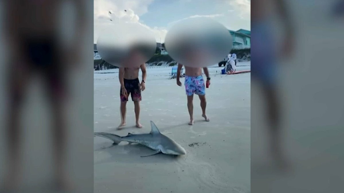 No Charges For Men Caught On Camera Killing Shark Near New Smyrna Beach Nbc 6 South Florida