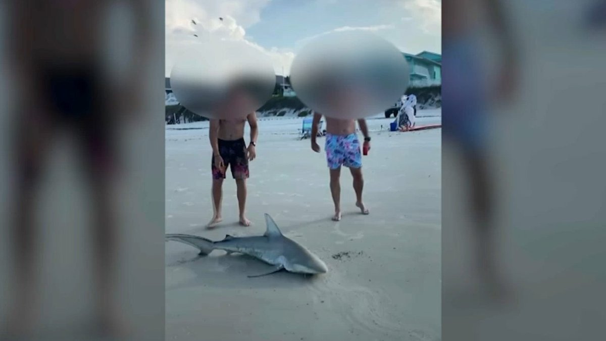 No Charges For Men Caught On Camera Killing Shark Near New Smyrna Beach Nbc 6 South Florida No Charges For Men Caught On Camera Killing Shark Near New Smyrna Beach Nbc 6 South Florida